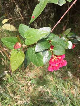 Image of Vallea stipularis Mutis ex L. fil.