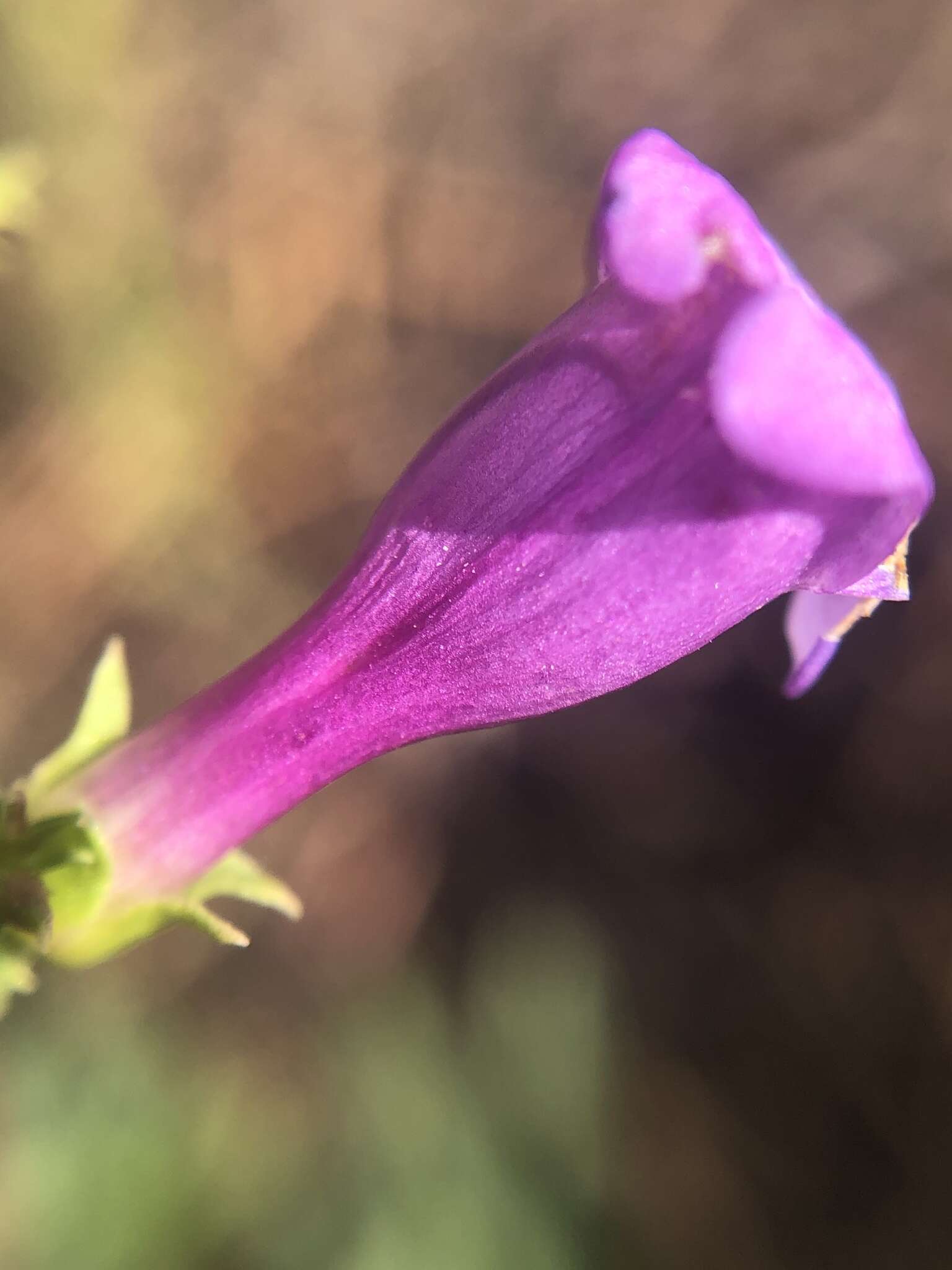 Image of Higgins' beardtongue