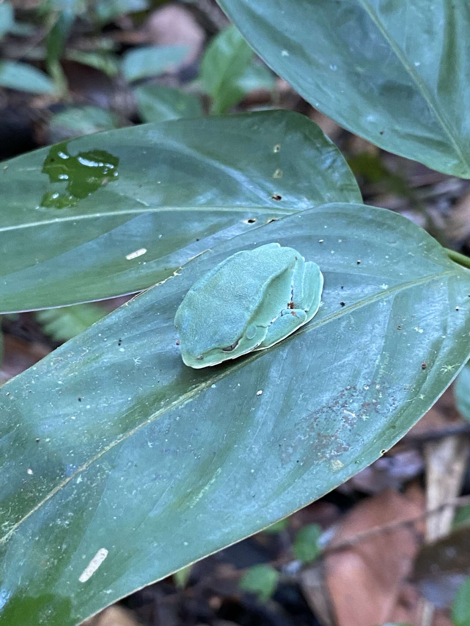 Image of Giant leaf frog