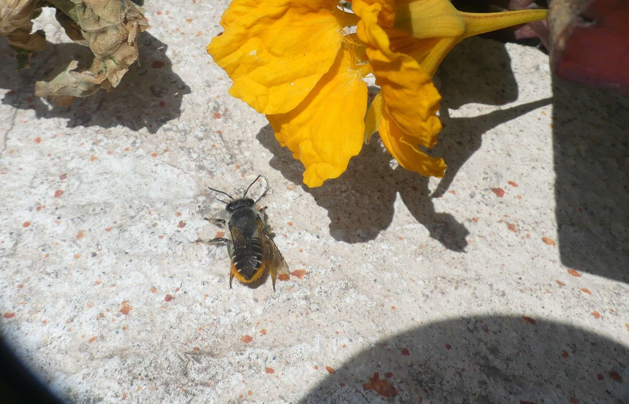 Image of Megachile pollinosa Spinola 1851