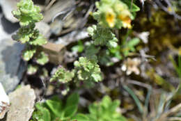 Imagem de Euphrasia nankotaizanensis Yamam.