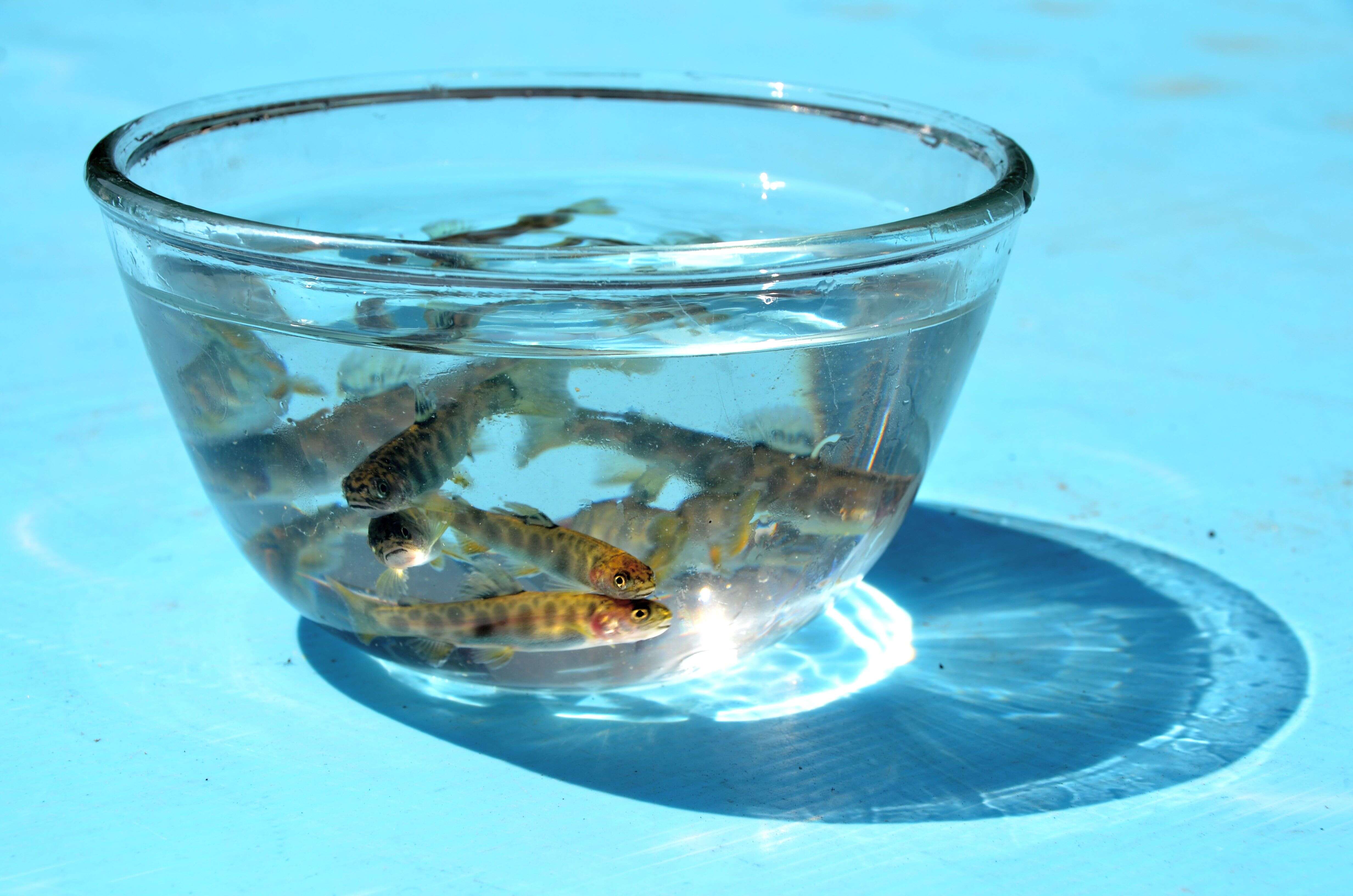 Image of Brown Trout