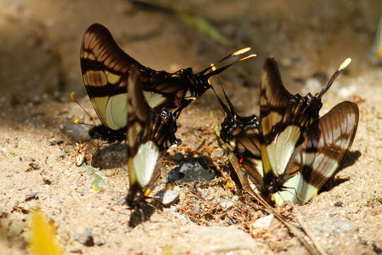 Image of Serville Swordtail