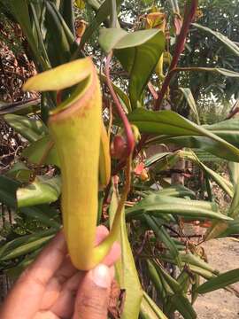 Image of Pitcher plant