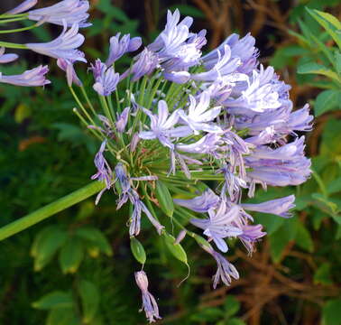 Imagem de Agapanthus praecox Willd.