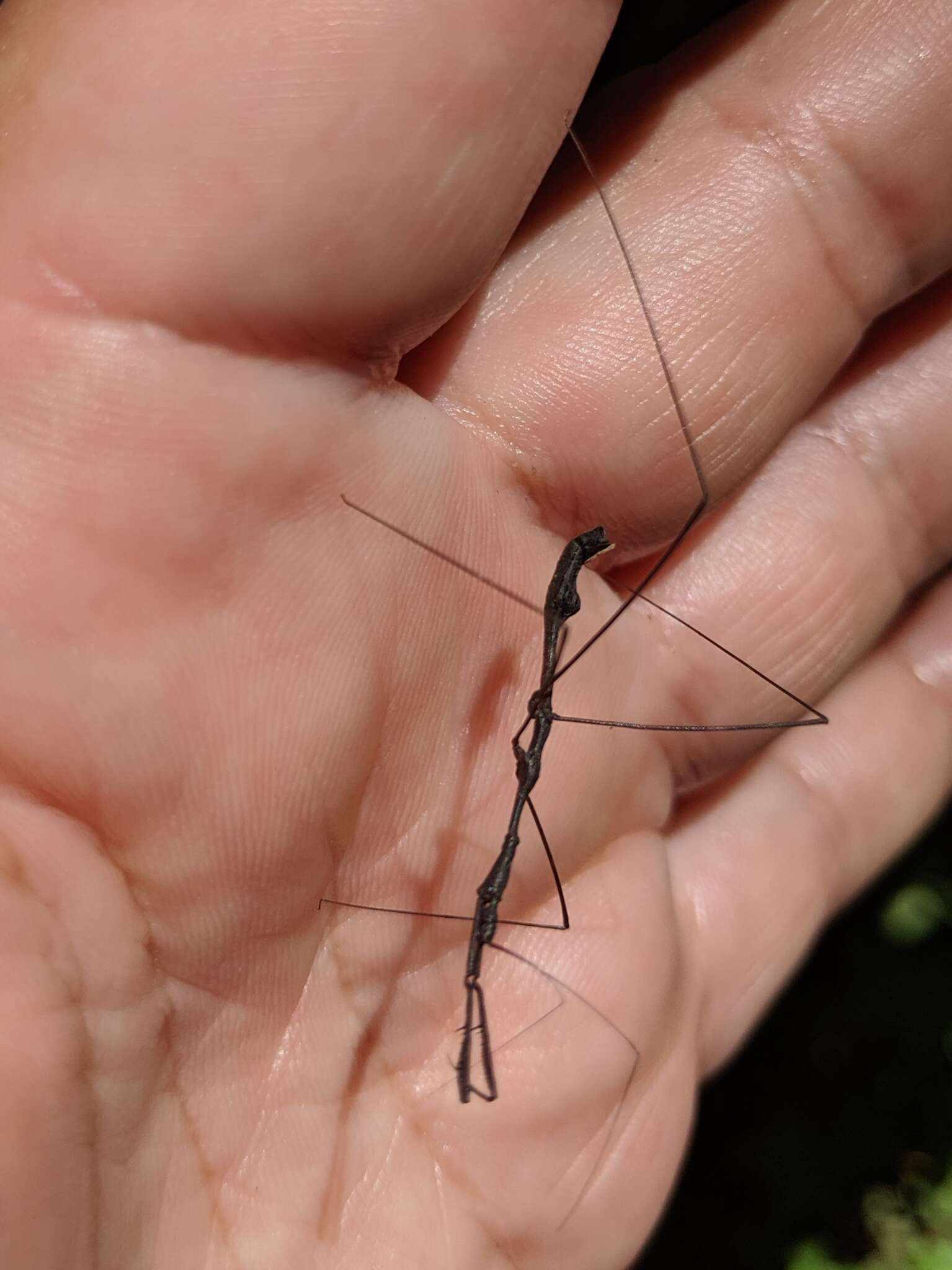 Ghilianella strigata McAtee & Malloch 1925 resmi