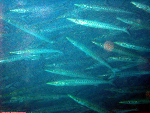 Image of Pelican barracuda