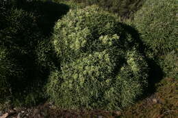 Image of Hakea corymbosa R. Br.