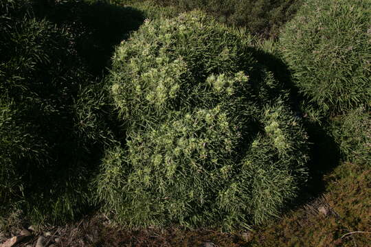 Image of Hakea corymbosa R. Br.