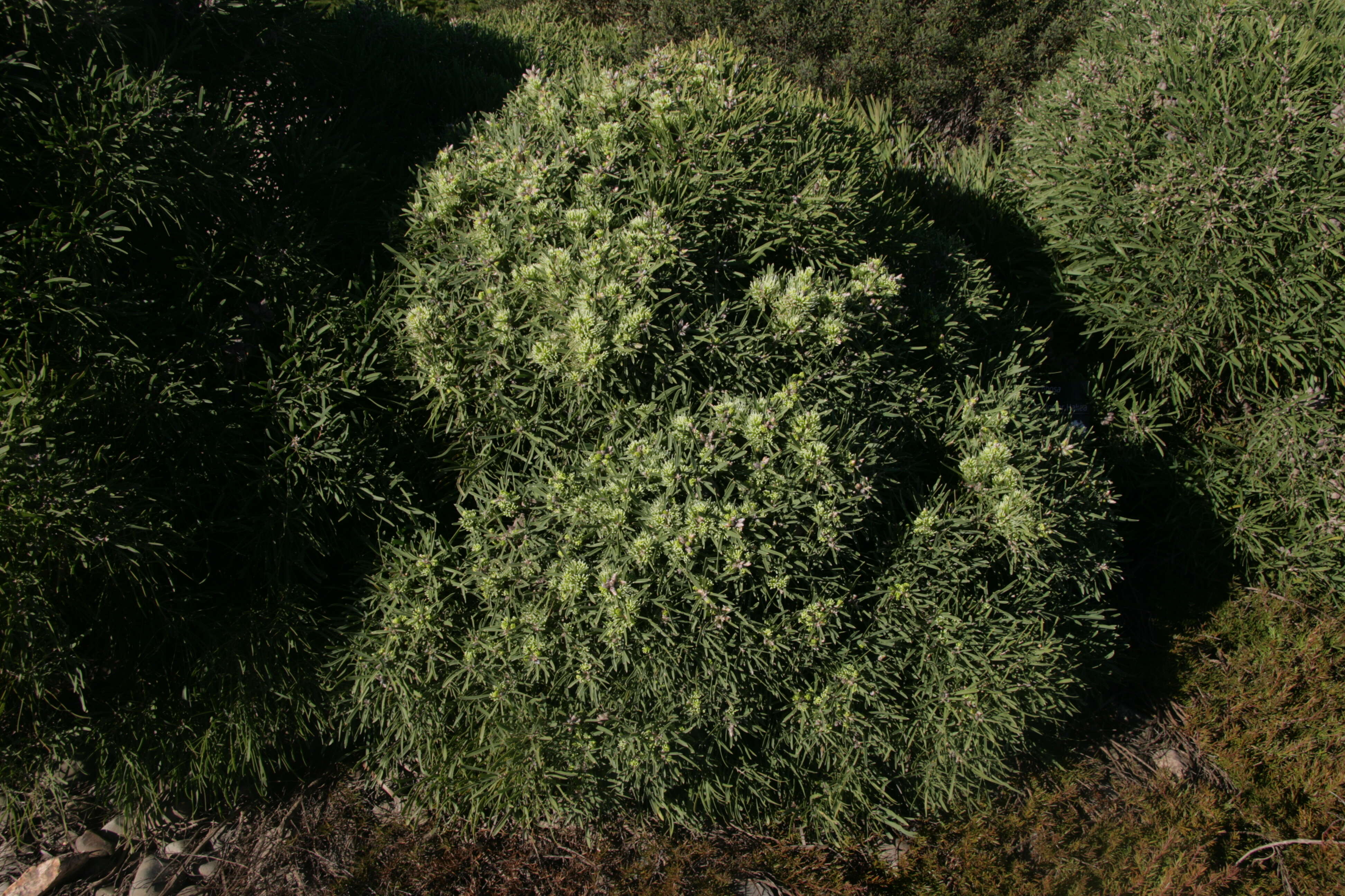 Image of Hakea corymbosa R. Br.