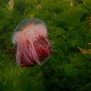 Image of lion’s mane