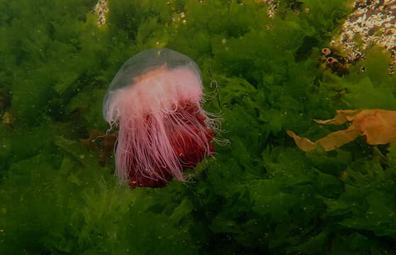 Image de Cyanea annaskala von Lendenfeld 1882