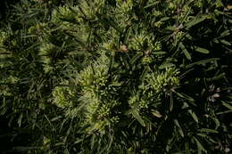 Image of Hakea corymbosa R. Br.