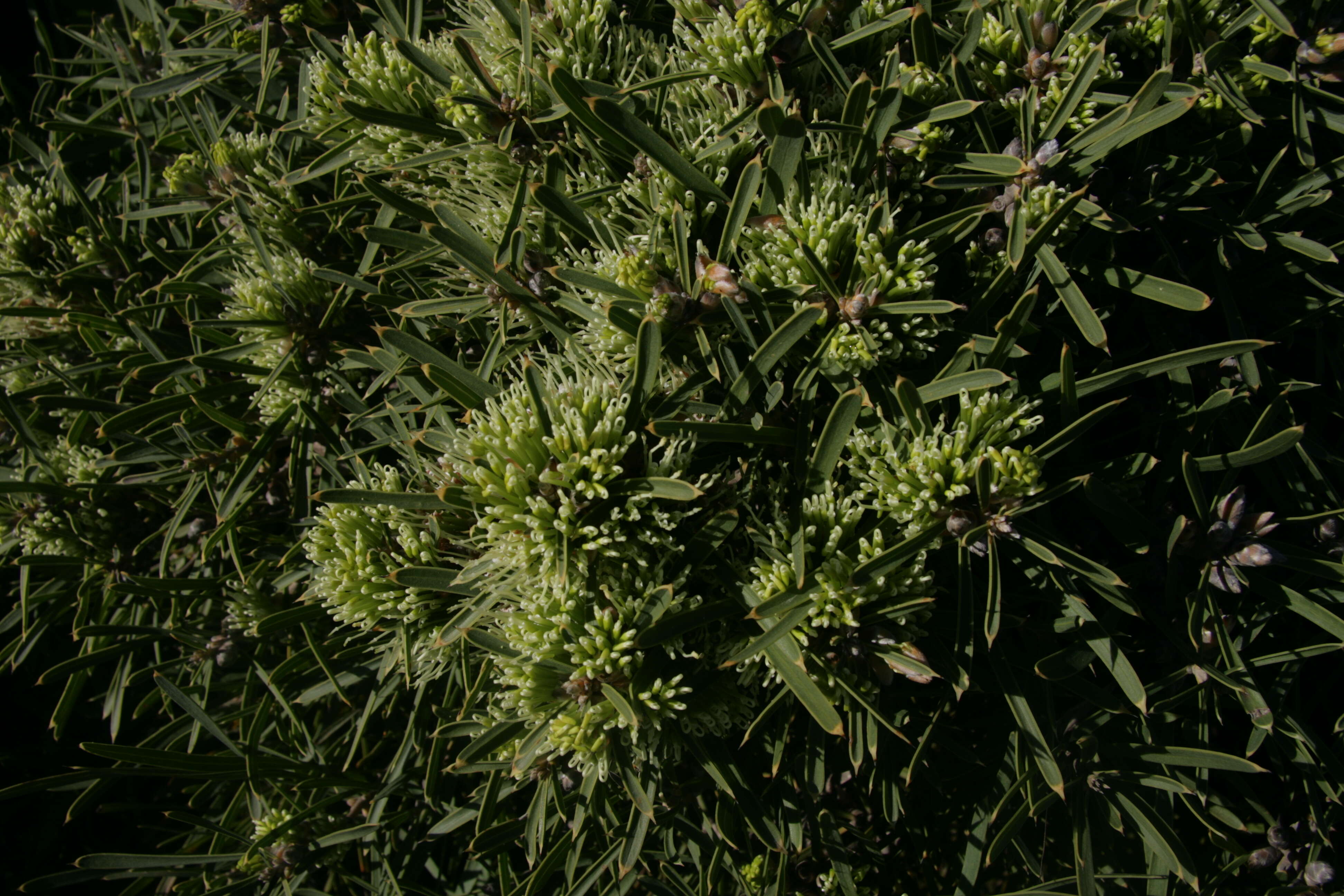 Image of Hakea corymbosa R. Br.