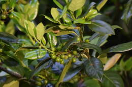 Imagem de Ilex cornuta Lindl. & Paxton