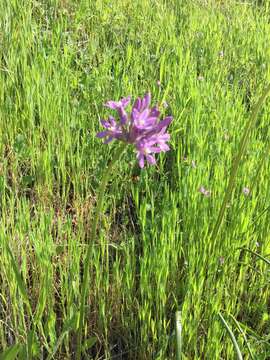 Sivun Dichelostemma multiflorum (Benth.) A. Heller kuva