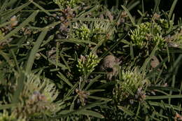 Image of Hakea corymbosa R. Br.