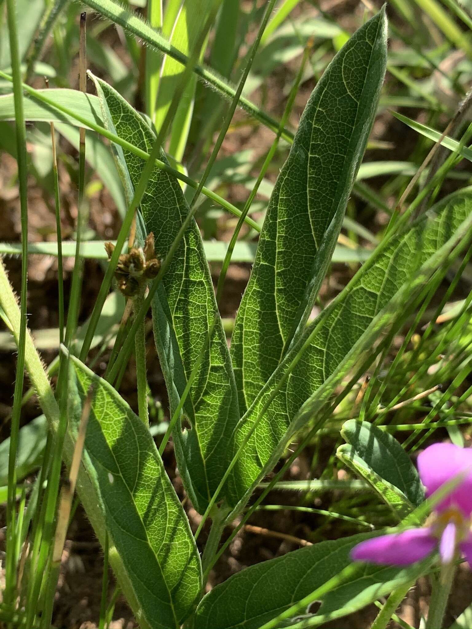 Image de Ophrestia oblongifolia (E. Mey.) H. M. L. Forbes