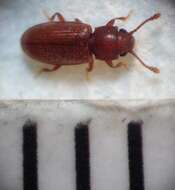 Image of Foreign Grain Beetle