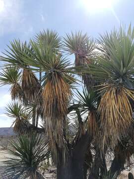 Image of Yucca periculosa Baker