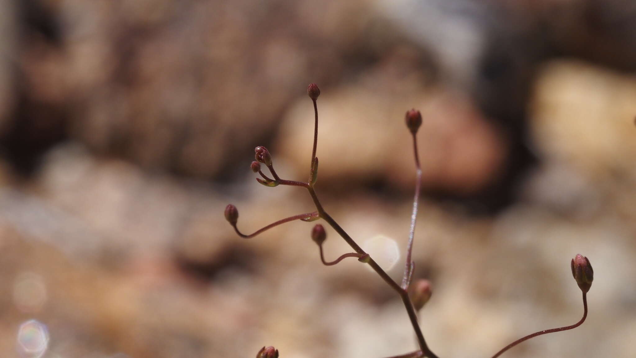 Image de Nemacladus pinnatifidus Greene