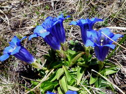 Image of Stemless Gentian