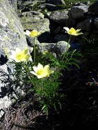 Image of alpine anemone