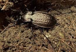 Image of Granulated Carabid