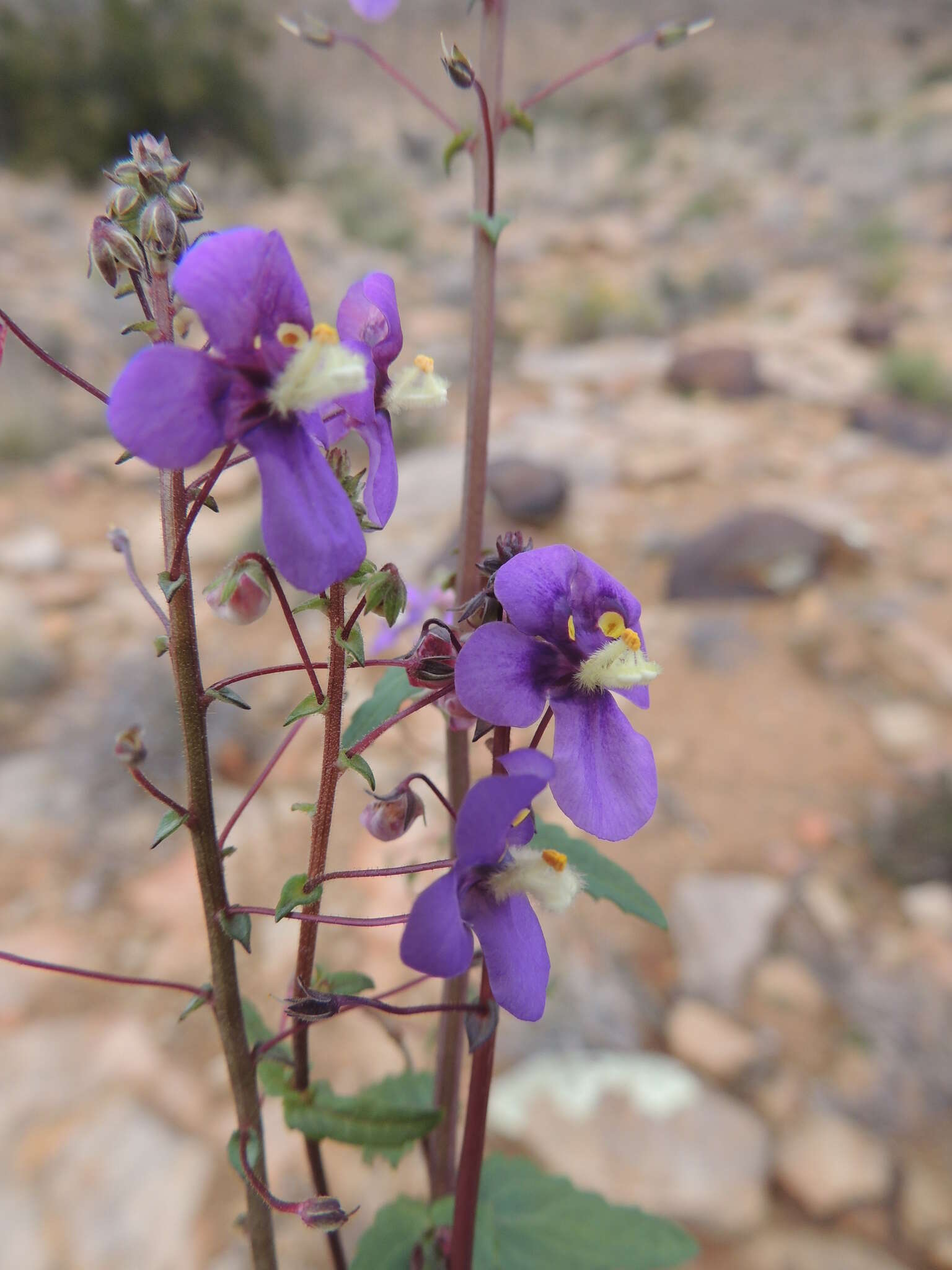 Image of Diascia alonsooides Benth.