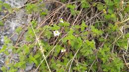 Image of velvet shrubverbena