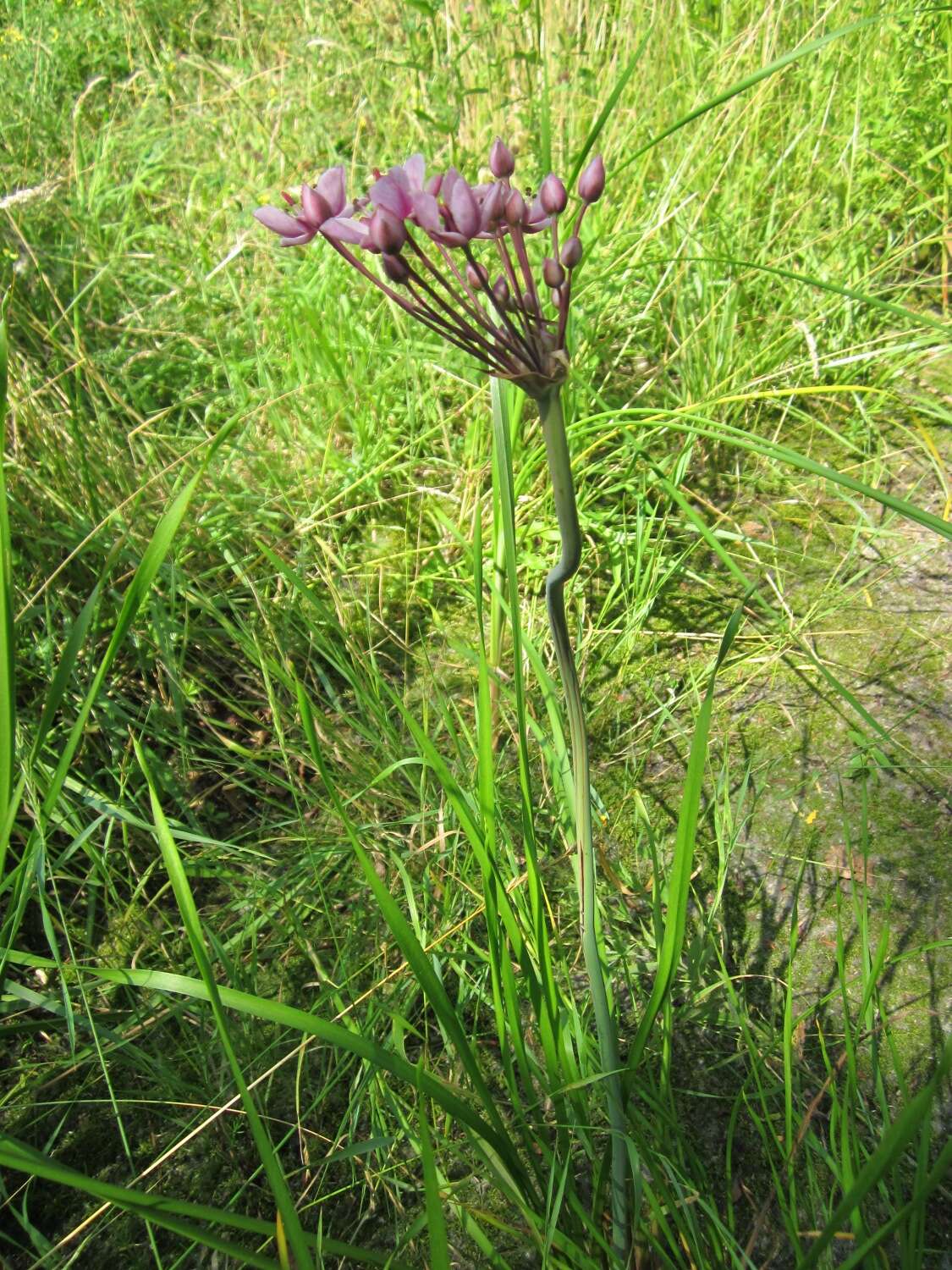 Image of flowering rush family