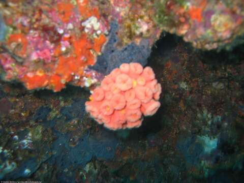 Image of Orange Cup Coral