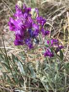 Image of Purple Locoweed