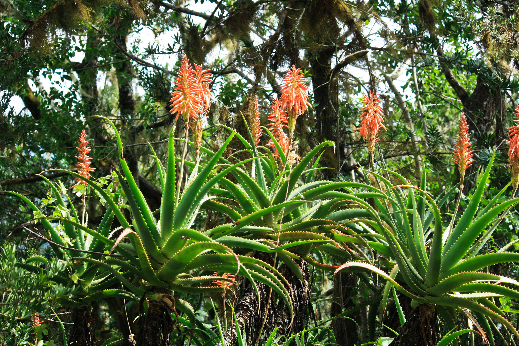 Image of candelabra aloe