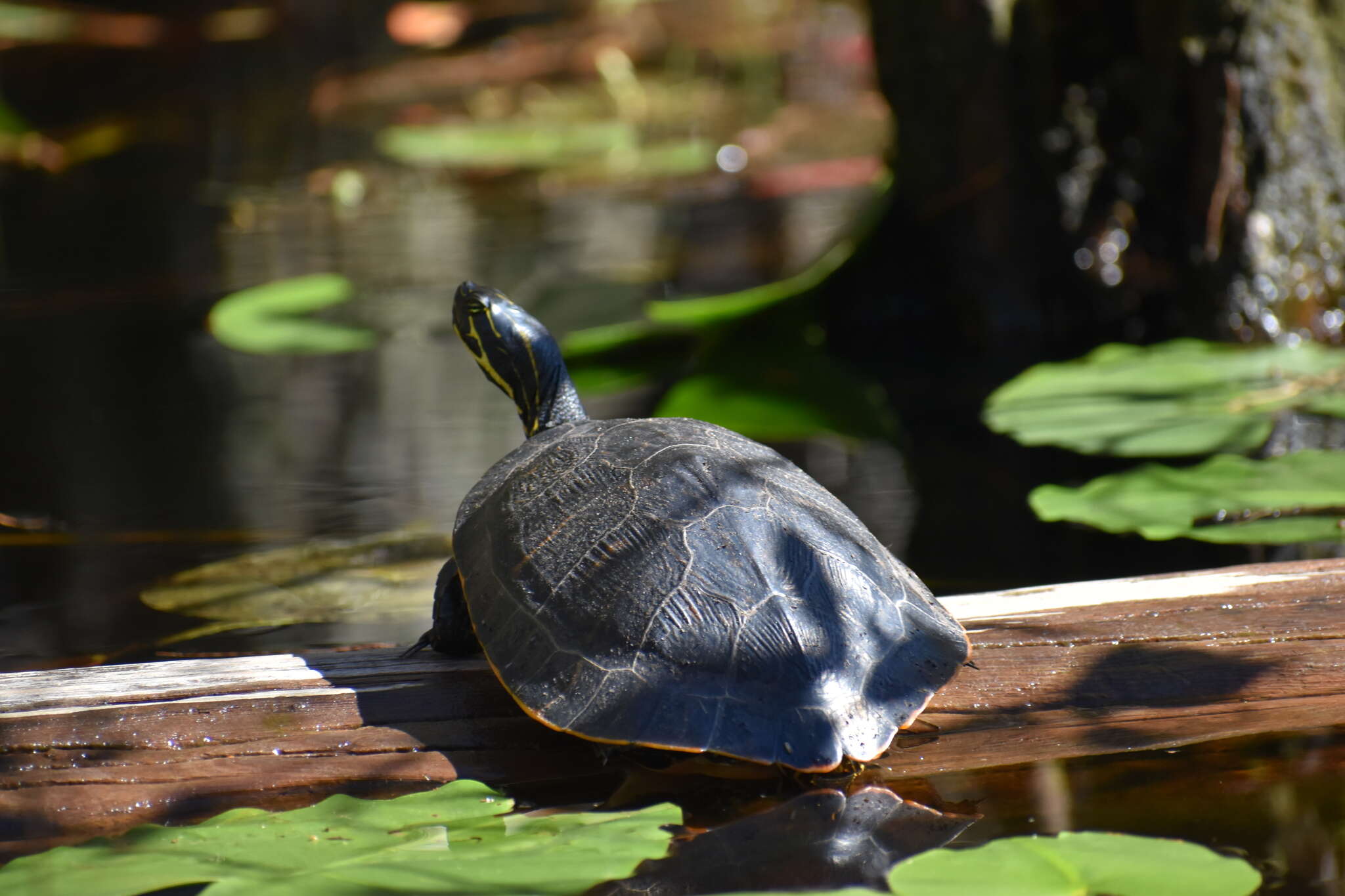 Image of Florida Cooter