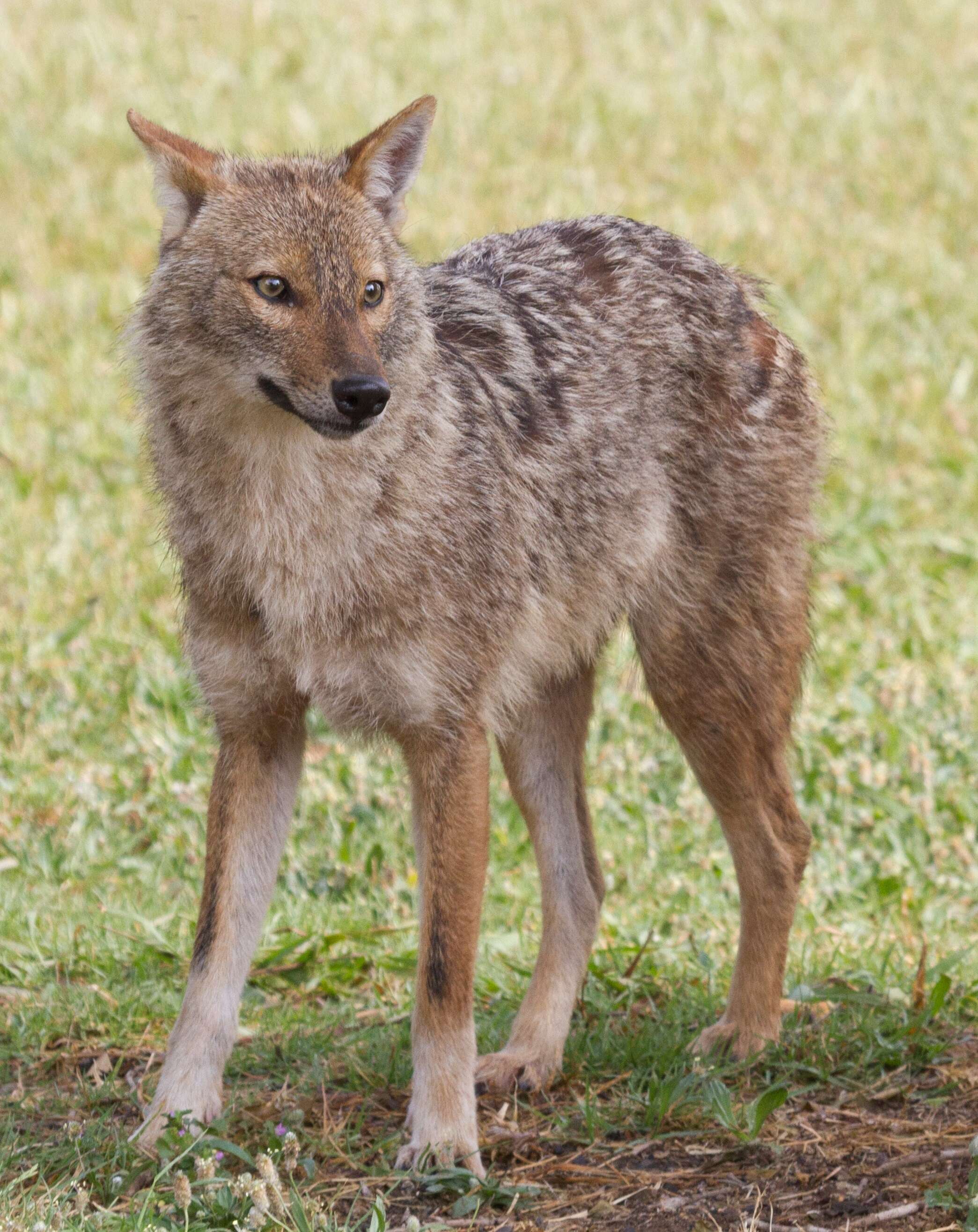 Image of golden jackal