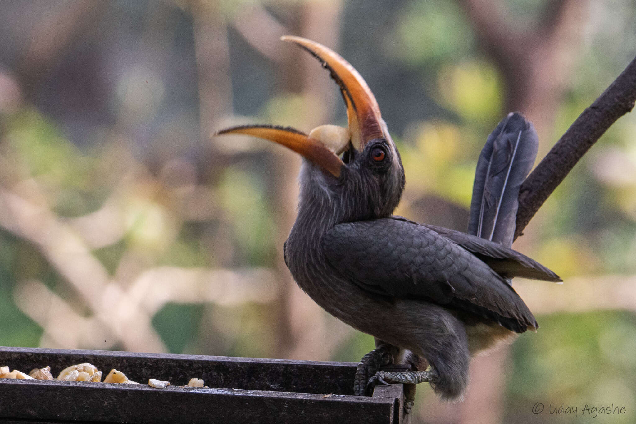 Image of Malabar Grey Hornbill