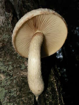 Imagem de Hemipholiota heteroclita (Fr.) Bon 1986