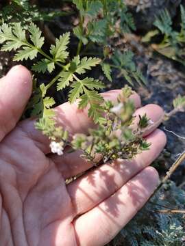 Image of Micromeria hyssopifolia Webb & Berthel.