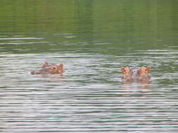 Hippopotamus Linnaeus 1758 resmi