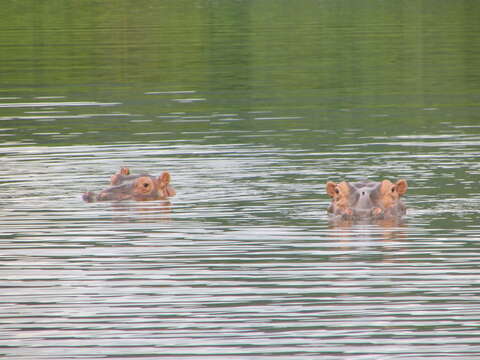 Hippopotamus Linnaeus 1758 resmi