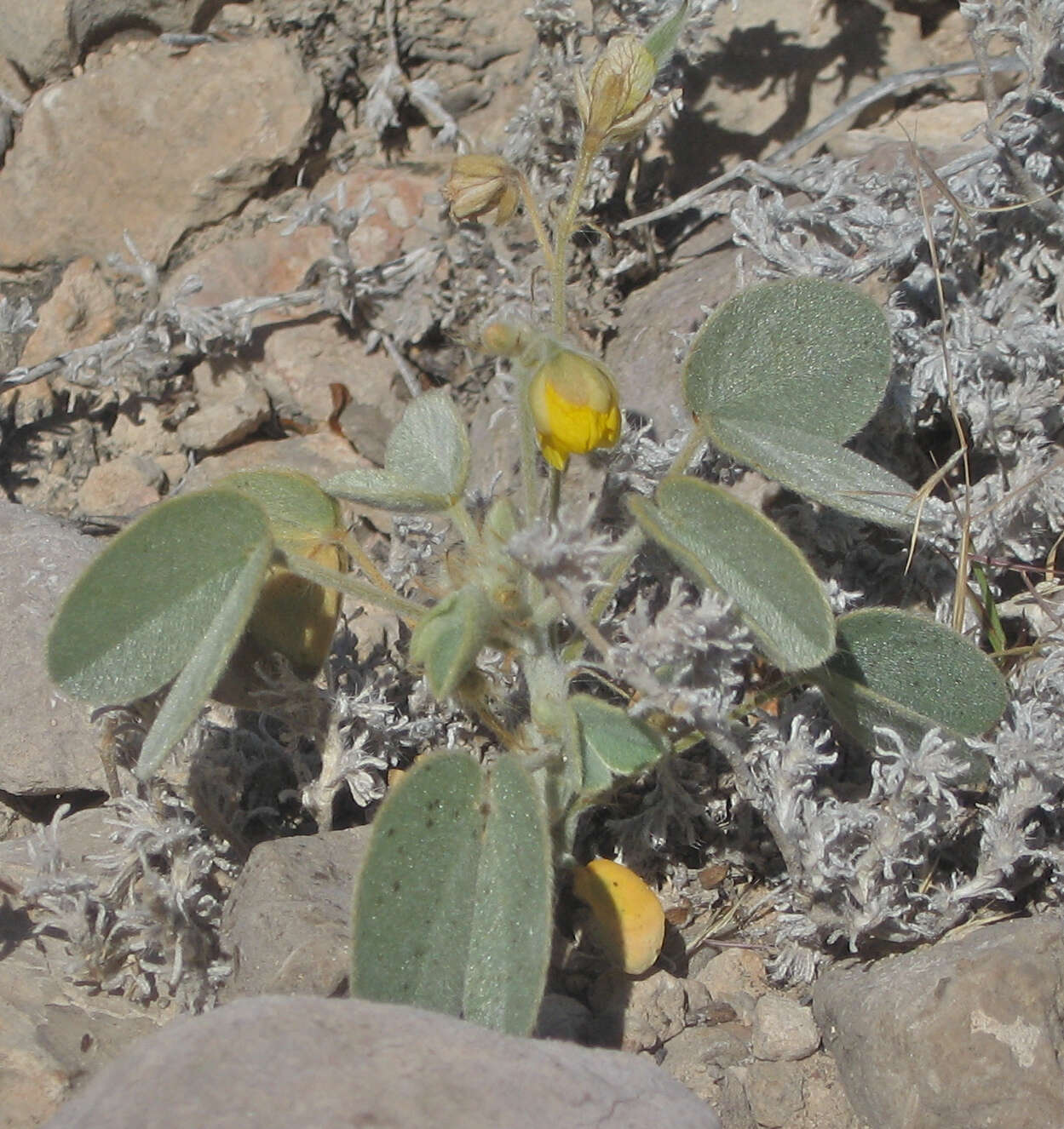 Senna durangensis (Rose) H. S. Irwin & Barneby resmi