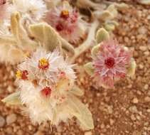 Image of Helichrysum candolleanum Buek