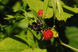 Imagem de Rubus allegheniensis Porter