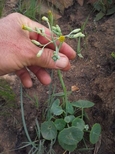 Plancia ëd Senecio oxyriifolius subsp. oxyriifolius