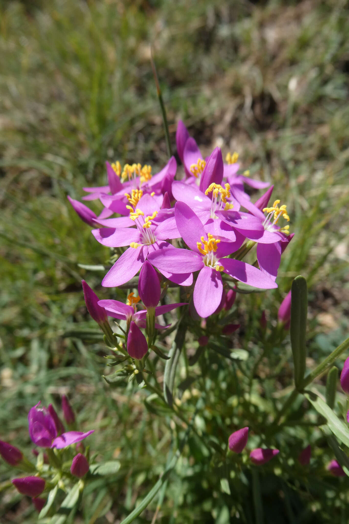 Image of Centaurium quadrifolium subsp. linariifolium (Lam.) G. López González