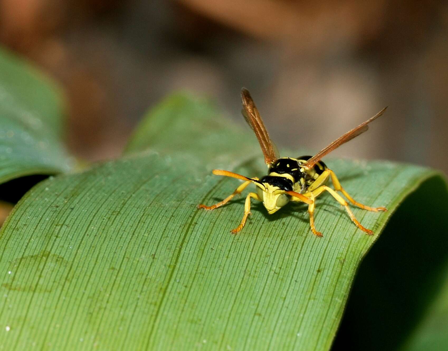 Plancia ëd Polistes dominula (Christ 1791)