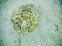 Image of Cortez Round Stingray