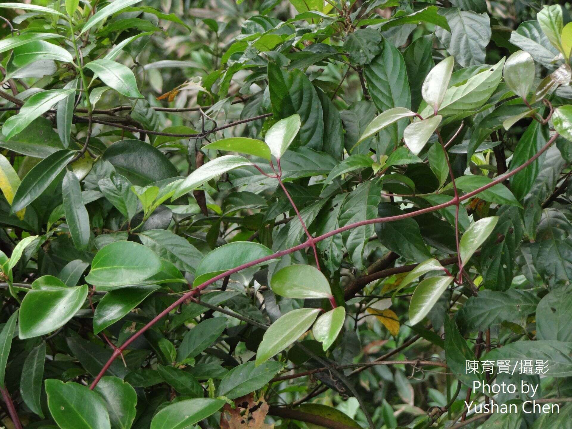 Image of Clematis crassifolia Benth.