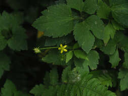 Image de Ranunculus silerifolius H. Lév.